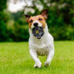 Eilin Dog Squeaky Ball Toys Indestructible Pet Toys Aggressive Tough Durable Natural Rubber Chewer Dog Teeth Cleaning Toys Ball for Medium Large Breed - Image 6
